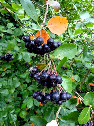 Schwarze Apfelbeere Aronia melanocarpa 'Hugin' Pflanze 5-10cm Kahle Apfelbeere