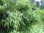 Schirmbambus Fargesia rufa Pflanze 5-10cm grüner Gartenbambus Schirm-Bambus