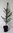 Gemeine Fichte Picea abies Pflanze 25-30cm Rotfichte Rottanne gewöhnliche Fichte