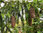 Gemeine Fichte Picea abies Pflanze 15-20cm Rotfichte Rottanne gewöhnliche Fichte