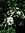 Amerikanisches Gelbholz Cladrastis lutea Pflanze 15-20cm Cladrastis kentukea