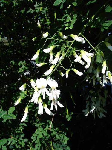Amerikanisches Gelbholz Cladrastis lutea Pflanze 5-10cm Cladrastis kentukea