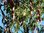 Lederhülsenbaum Gleditsia triacanthos Pflanze 5-10cm Gleditschie Honigdorn