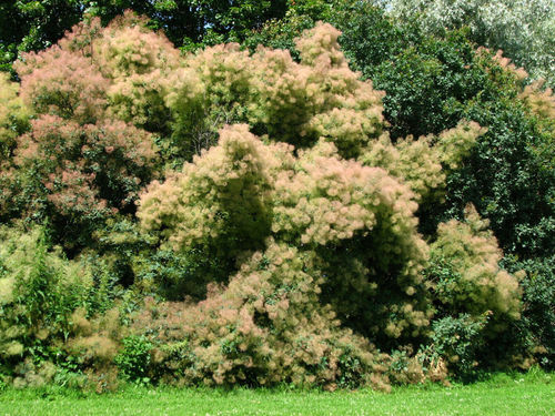 Perückenstrauch Cotinus coggygria Pflanze 5-10cm Perückenbaum Fisettholz Sumach