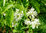 Kolchische Pimpernuss Staphylea colchica Pflanze 15-20cm Nussbaum Rarität