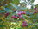 Hahnensporn-Weißdorn Crataegus crus-galli Pflanze 5-10cm veredelt Hahnendorn