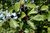 Echter Faulbaum Rhamnus frangula Pflanze 5-10cm Schießbeere Pulverholz Rarität