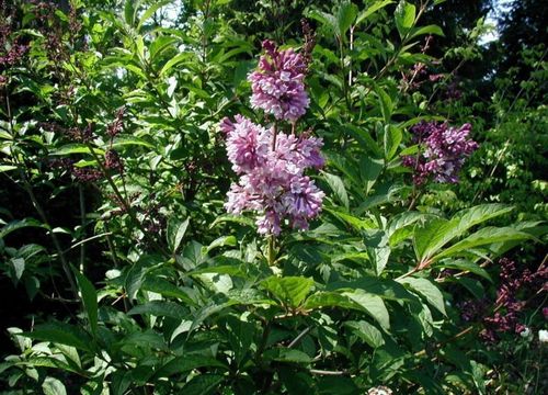 Ungarischer Flieder Syringa josikaea Pflanze 15-20cm Fliederstrauch Rarität