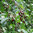 Süßkirsche Prunus avium Pflanze 5-10cm Vogelkirsche Vogel-Kirsche Kirschbaum