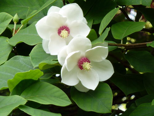 Sommer-Magnolie Magnolia sieboldii Pflanze 5-10cm Siebolds Magnolie Rarität