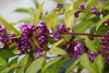 Schönfrucht Callicarpa bodinieri giraldii ´Profusion´ Pflanze 5-10cm Rarität