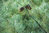 Armands Kiefer Pinus armandii Pflanze 5-10cm Davids-Kiefer Kiefer Rarität