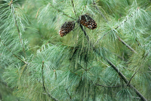 Armands Kiefer Pinus armandii Pflanze 15-20cm Davids-Kiefer Kiefer Rarität