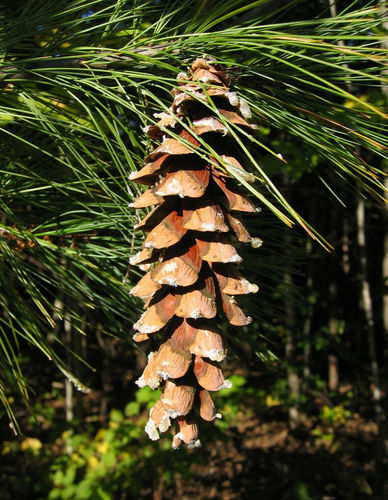 Weymouth-Kiefer Pinus strobus Pflanze 25-30cm Weymouthskiefer Strobe Kiefer