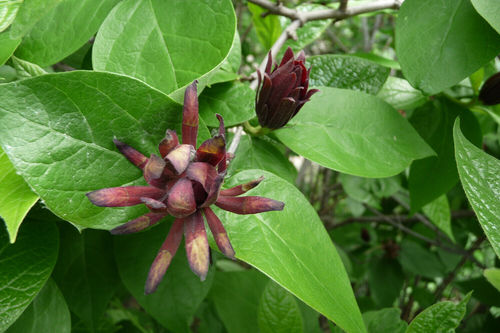 Fruchtbarer Gewürzstrauch Calycanthus floridus var. glaucus Pflanze 5-10cm