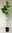 Gewürzstrauch Calycanthus occidentalis Pflanze 15-20cm Süßigkeitenstrauch