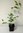 Koreanische Hainbuche Carpinus turczaninowii Pflanze 5-10cm Rarität