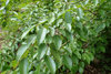 Koreanische Hainbuche Carpinus turczaninowii Pflanze 15-20cm Rarität