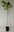 Japanischer Losbaum Clerodendrum trichotomum Pflanze 5-10cm Rarität