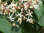 Japanischer Losbaum Clerodendrum trichotomum Pflanze 15-20cm Rarität