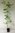 Wechselblättriger Hartriegel Cornus alternifolia Pflanze 5-10cm Rarität