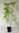 Borstige Taigawurzel Eleutherococcus senticosus Pflanze 5-10cm Ginseng Rarität
