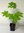 Baumaralie Kalopanax septemlobus Pflanze 5-10cm Baumkraftwurz Senesche Rarität