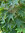 Baumaralie Kalopanax septemlobus Pflanze 15-20cm Baumkraftwurz Senesche Rarität