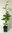 Stumpfblättriger Fieberstrauch Lindera obtusiloba Pflanze 5-10cm Rarität
