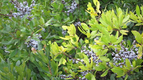 Amerikanischer Gagelstrauch Myrica pensylvanica Pflanze 5-10cm Gagel Rarität