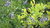 Amerikanischer Gagelstrauch Myrica pensylvanica Pflanze 15-20cm Gagel Rarität