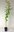 Persischer Eisenholzbaum Parrotia persica Pflanze 5-10cm Eisenbaum Rarität
