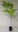 Doldiger Flügelstorax Pterostyrax corymbosa Pflanze 5-10cm Schneeglockenbaum