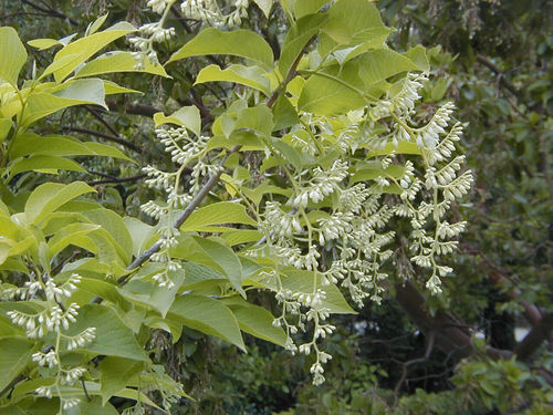 Behaarter Flügelstorax Pterostyrax hispida Pflanze 5-10cm Epaulettenbaum