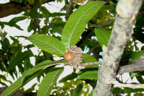 Japanische Kastanien-Eiche Quercus acutissima Pflanze 5-10cm Eiche Rarität