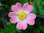 Glänzende Hunds-Rose Rosa canina var. blondeana Pflanze 5-10cm Wildrose Rose