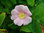 Gebirgs-Rose Rosa pendulina Pflanze 5-10cm Alpenheckenrose Hängefrucht-Rose