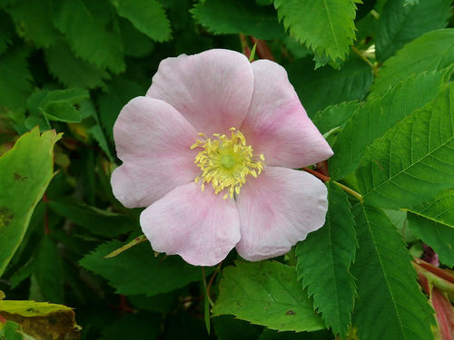 Gebirgs-Rose Rosa pendulina Pflanze 15-20cm Alpenheckenrose Hängefrucht-Rose