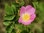 Filz-Rose Rosa tomentosa Pflanze 15-20cm Falsche Filzrose Waldrose Wildrose Rose