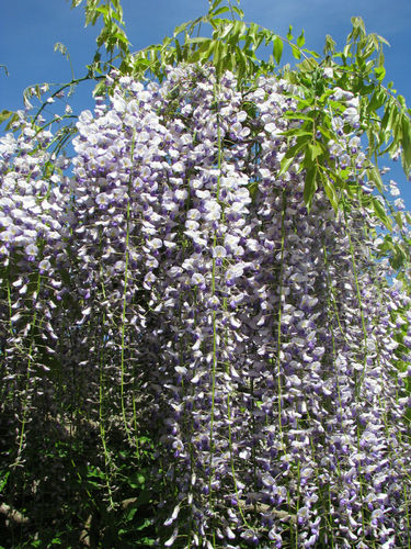 Japanischer Blauregen Wisteria floribunda Pflanze 5-10cm Japanische Wisteria