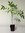 Japanischer Blauregen Wisteria floribunda Pflanze 15-20cm Japanische Wisteria