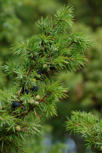 Gemeiner Wacholder Juniperus communis Pflanze 5-10cm Heide-Wacholder Feuerbaum