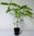 Robinie Robinia pseudoacacia Pflanze 55-60cm weiße Scheinakazie Schotendorn