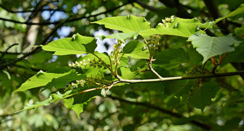 Davids-Ahorn Acer davidii Pflanze 5-10cm Davids Schlangenhaut-Ahorn Rarität