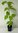 Davids-Ahorn Acer davidii Pflanze 5-10cm Davids Schlangenhaut-Ahorn Rarität