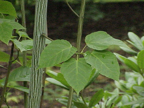 Amerikanischer Streifen-Ahorn Acer pensylvanicum Pflanze 5-10cm Ahorn Rarität