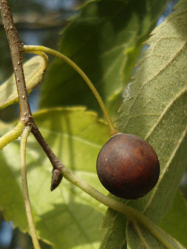 Europäischer Zürgelbaum Celtis australis Pflanze 15-20cm Nesselbaum Rarität