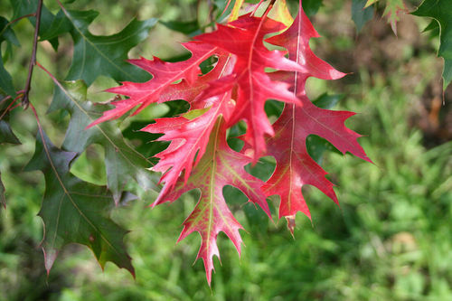 Scharlach-Eiche Quercus coccinea Pflanze 5-10cm Eiche Rarität
