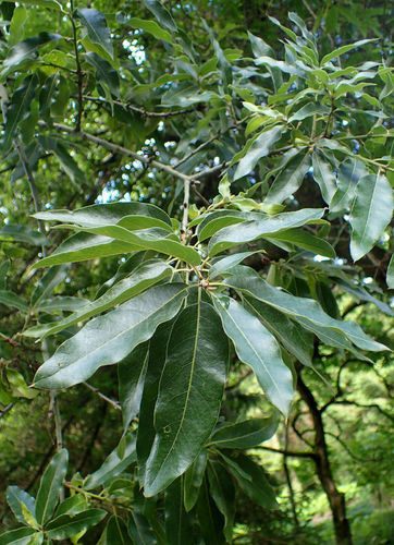 Schindel-Eiche Quercus imbricaria Pflanze 5-10cm Eiche Rarität