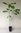 Klettenfrüchtige Eiche Quercus macrocarpa Pflanze 5-10cm Bur-Eiche Rarität